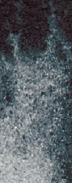 Daniel Smith Payne’s gray