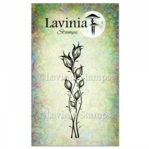 Lavinia Star Blossom LAV467