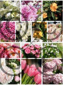 Papirdesign Motivark-Blomstermotiv